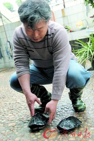 它与恐龙“同龄”身价高达40万
