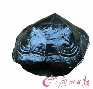 它与恐龙“同龄”身价高达40万